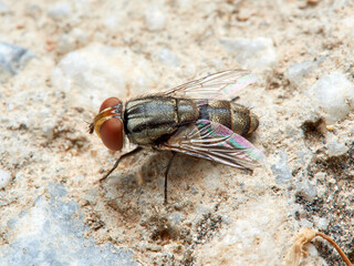 Fly of the genus Miltogramma. Sarcophagidae family. 