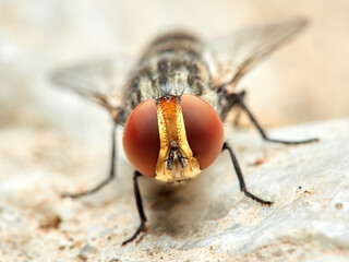 Fly of the genus Miltogramma. Sarcophagidae family. 