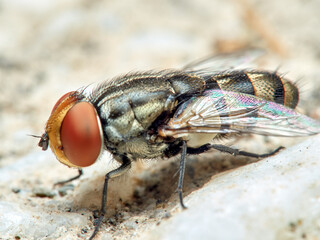 Fly of the genus Miltogramma. Sarcophagidae family.  © Macronatura.es
