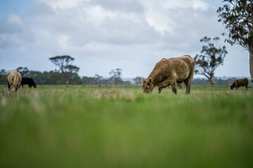 Angus, wagyu and murray grey beef bulls and cows, being grass fed  on a hill in Australia.