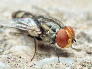 Fly of the genus Miltogramma. Sarcophagidae family. 