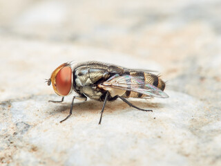 Fly of the genus Miltogramma. Sarcophagidae family. 