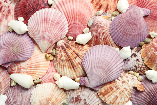 Top view of beautiful different seashells and pebbles as background