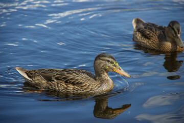 Ducks swim on the water