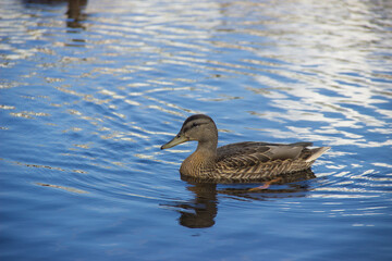 Ducks swim on the water