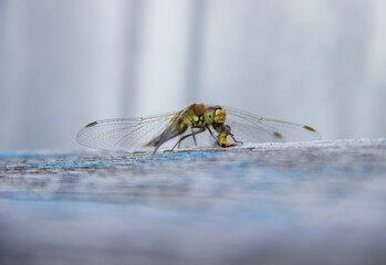Dragonfly eats the insect macro