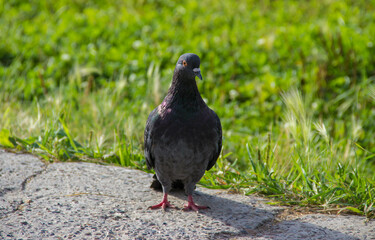 A pigeon sits on the road