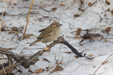 Sparrow sits in the snow