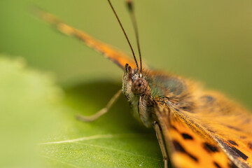 Orange butterfly on a macro leaf