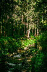 Fototapeta na wymiar Mountain river, forest landscape. Calm landscape in the middle of a green forest. High quality photo