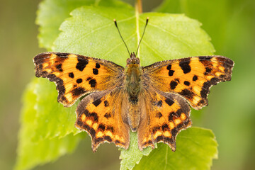 Orange butterfly on a macro leaf