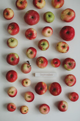 hello autumn card with fresh red apples on white background top view