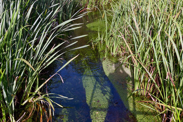 Small stream flowing gently through a bed of long aquatic grass. No people.