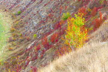 Autumn scenery with tree on the hill