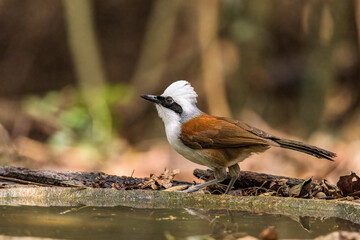 White-crested laughing thrush (Garrulax leucolophus)