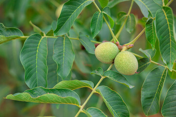 Nut tree on the branches of which grow young green nuts.