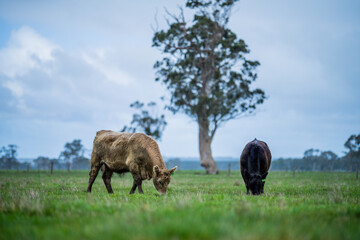 Angus and wagyu beef bulls and cows, being grass fed  on a hill in Australia.