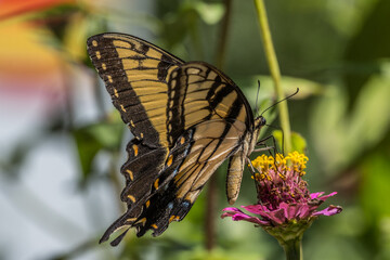 Yellow swallowtail butterfly closeup