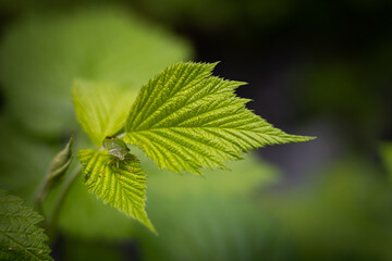 Insekt auf Blatt