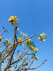 Obraz premium yellow flowers on blue sky background