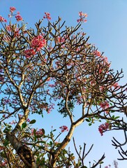 branches against blue sky