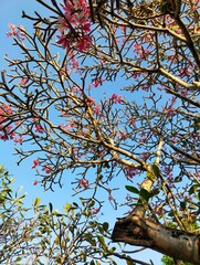 branches against blue sky
