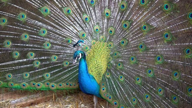 Pfau