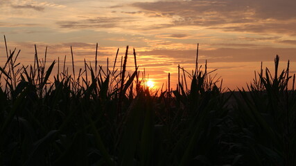 sunset in the field