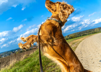 Hund springt