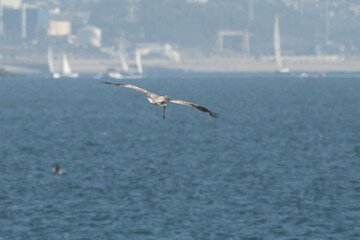 Fototapeta na wymiar Pelican flies over the Pacific coastline.