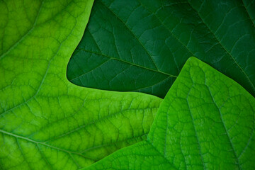 image of green leaf background 