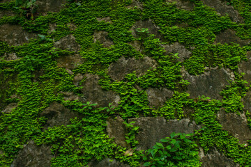 green moss on the stone
