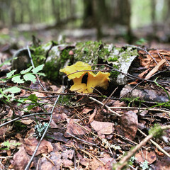 autumn leaves on the ground