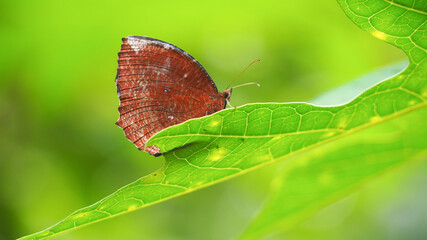 Obraz premium Common Palmfly butterfly (Elymnias hypermnestra tinctoria) perched on papaya leaves,Natural blurred background.