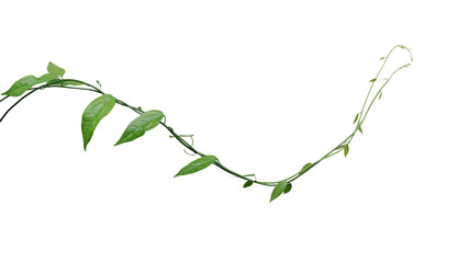 Twisted jungle vines climbing plant isolated on white background with clipping path. Green leaves...