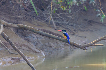 Black-capped kingfisher (Halcyon pileata) at Bhitarkanika, Odisha, India