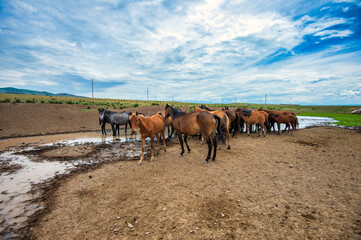 Horses at the watering hole