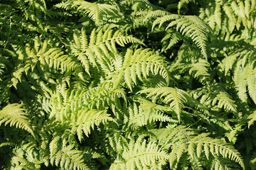 Fototapeta na wymiar Dwarf lady fern fronds