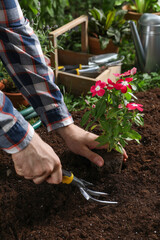 Man transplanting beautiful pink vinca flower into soil in garden, closeup