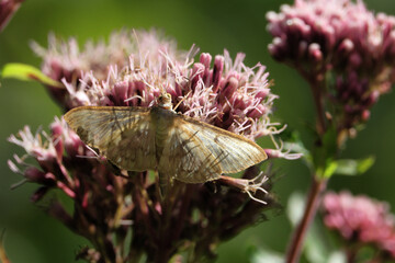 Nature photography of a white butterfly with translucent wings on a pink plant hemp agrimony eupatorium cannabinum and a green blurred background - Stockphoto