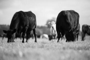 Angus and wagyu beef bulls and cows, being grass fed  on a hill in Australia.