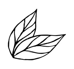 isolated hand drawn black contour leaves