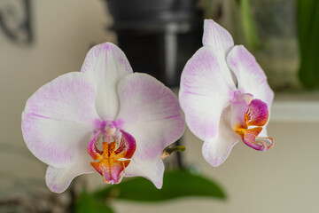 White and pink orchid phalaenopsis flowers on blurred background.