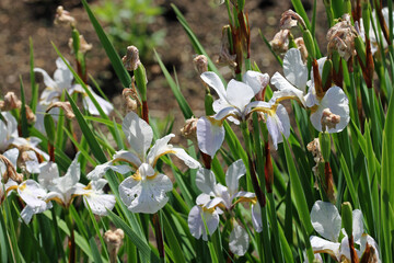 White tinged with yellow iris flowers