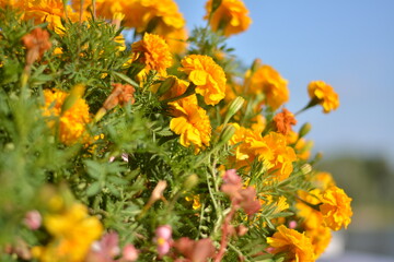 Beautiful flowers on the lawn