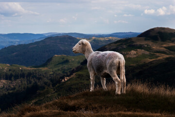 Obraz na płótnie Canvas Sheep In The Mountains