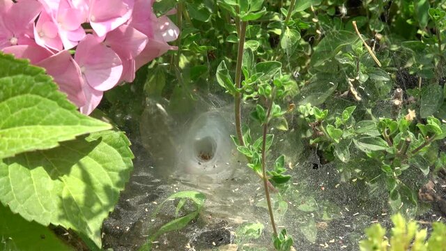 Yumaklar, Antalya, Turkey - 27th of May 2021: 4K Zoom out a spider in funnel of its web
