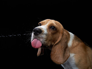 the dog stuck out its tongue. Funny Beagle on black background