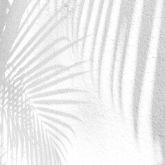 Palm leaves plant shadows on rough white concrete wall abstract blurred tropical background....