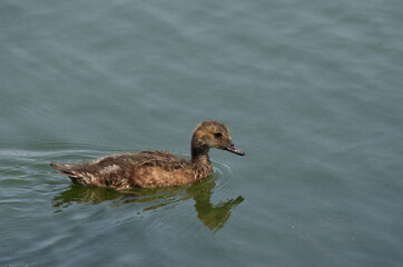Young American Wigeon (Anas Americana) in Water